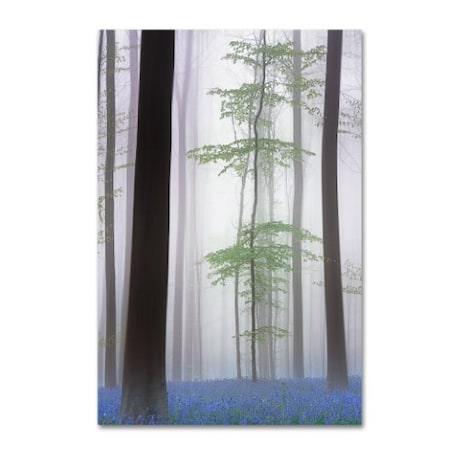 Piet Haaksma 'Foggy Forest ' Canvas Art,22x32